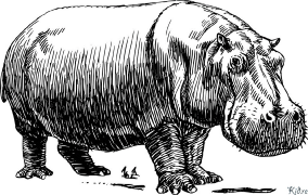 hippos Coloring Pages To Print